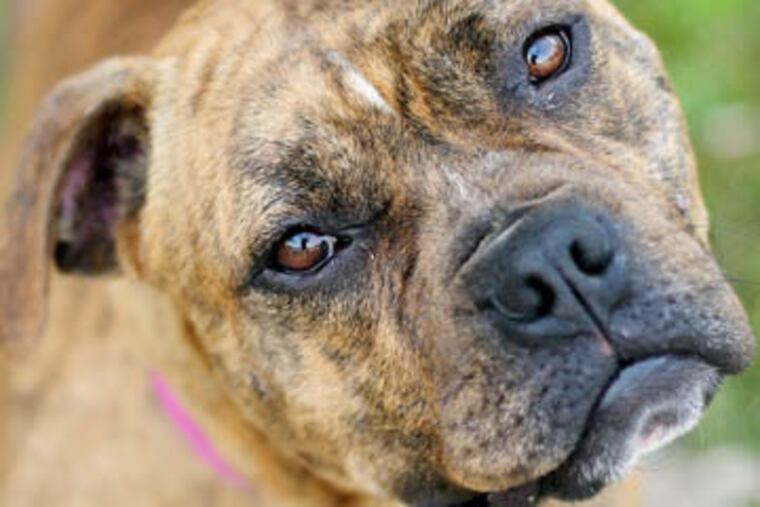 Pet of the Week is Madison, a 2-year-old pitbull mix at the Pennsylvania SPCA.