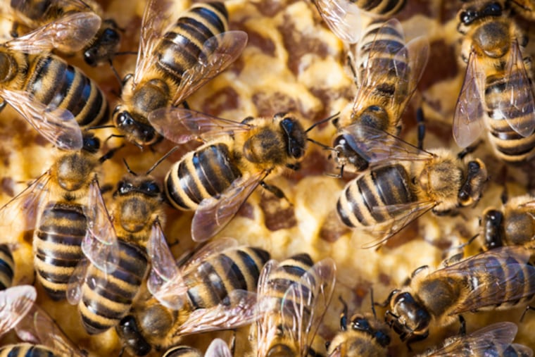Bees could be the source of that buzzing in your ceiling. (istockphoto.com)