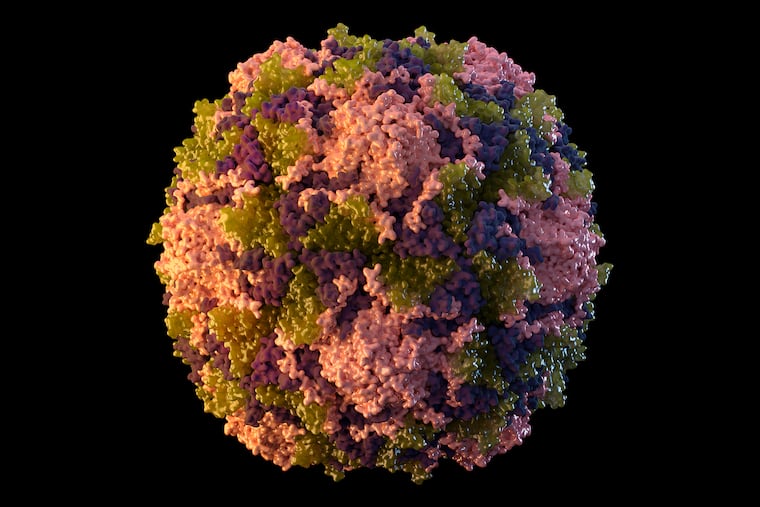 An illustration of a polio virus particle.