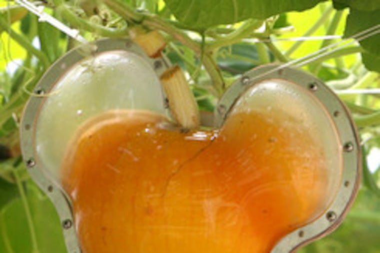 Mickey Mouse-shaped hydroponic-grown pumpkins are displayed at the Living With the Land attraction in a greenhouse at Epcot's The Land pavilion in Orlando, Fla.