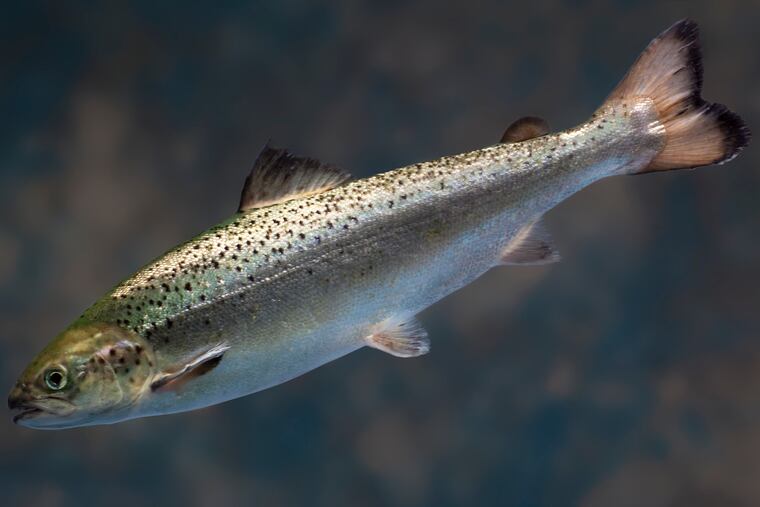 This 2009 photo provided by AquaBounty Technologies shows a juvenile salmon raised at the company’s hatchery in Fortune, Prince Edward Island, Canada. The federal government has cleared the way for the fish to be sold in the US, but fish farmers in Maine haven’t shown an interest in growing it. (AquaBounty Technologies via AP)