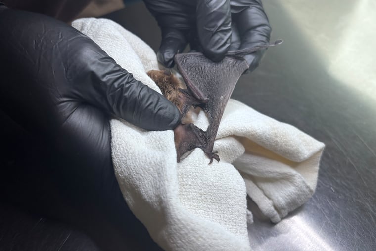 Pa Bat Rescue takes in bats, year-round, for treatment and injury rehabilitation.