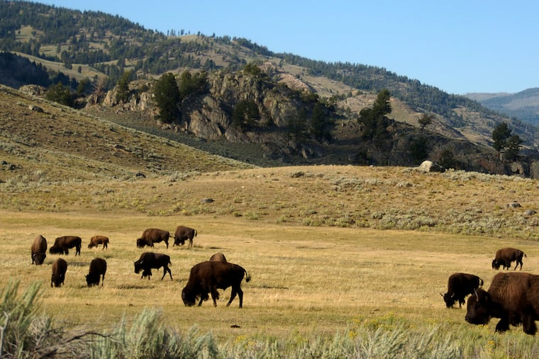 A herd of bison grazes in the Lamar Valley of Yellowstone National Park in 2016.