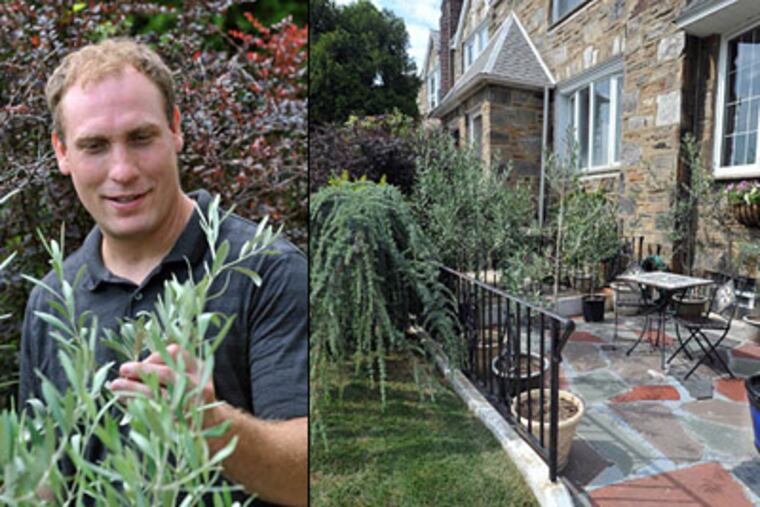 The little patio of Rafferty's Mayfair rowhouse holds containers with 16 olive trees. Having them, he says, "is so cool." (Sharon Gekoski-Kimmel / Staff Photographer)