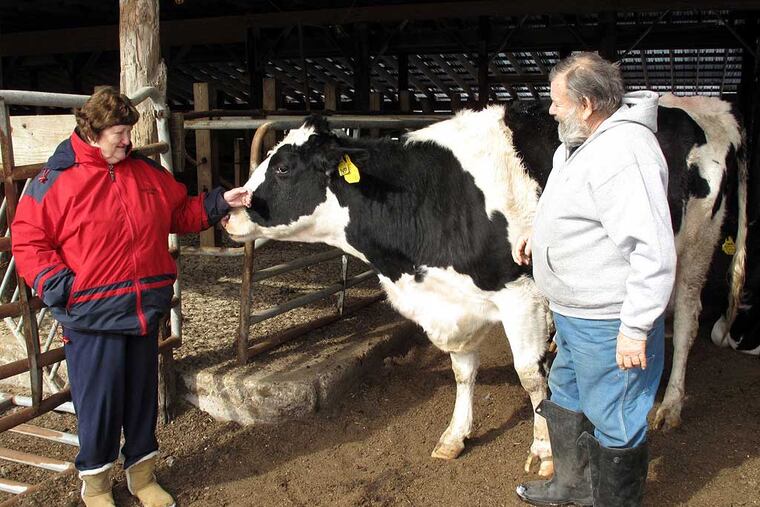 Wayne Shontz of Southampton with Houdini, one of his four remaining cows, which he and his wife, Roberta, keep for their grandchildren. After 39 years milking on their 118-acre spread, the Shontzs sold off their herd last year, leaving just one dairy farm in Burlington County. Scarce labor, low milk prices and high feed prices “made it hard to survive,” they said. Photo by David O'Reilly