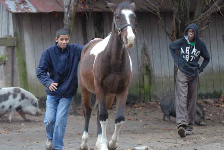 Life on the farm: Above at left, Nicolas Trevino guides a horse back to the barn as Cedric Barfeld keeps watch at the side. At top right, Tyler Myers carries a bale of hay as he and Nicolas Trevino go to feed the goats. The young men all are from the Church Farm School. Above at right, the chickens and the pigs seem to get along just fine.