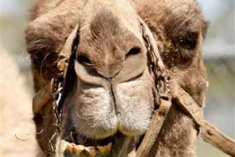 File photo, camel. (AP)