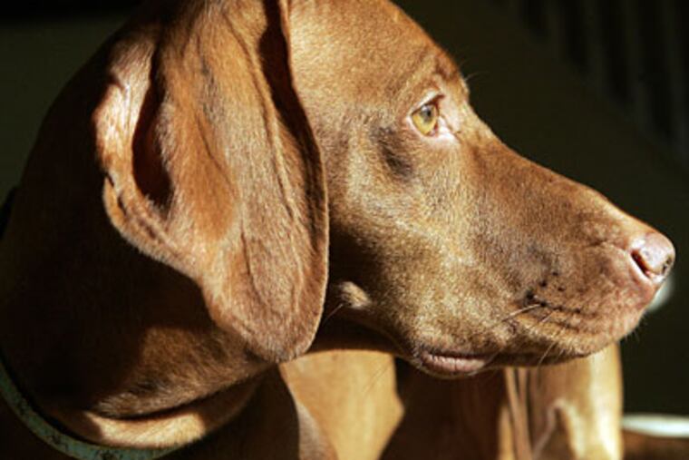 Scarlett - actually Ch. Reingold Erda Scarlett Sonja - has her eyes on a prize at this weekend’s Kennel Club of Philadelphia dog shows. (BONNIE WELLER / Staff Photographer)