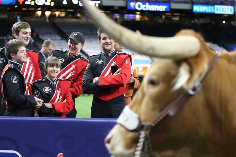 Georgia band members venture a closer look at Texas' mascot, Bevo, before the Sugar Bowl on Tuesday.