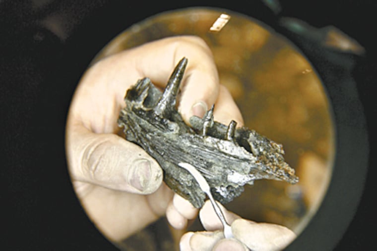 Jason Poole (not pictured) of the Academy of Natural Sciences holds the jaw of a saber tooth salmon from 65 million years ago that was discovered in a dig in Sewell. (Charles Fox / Inquirer)