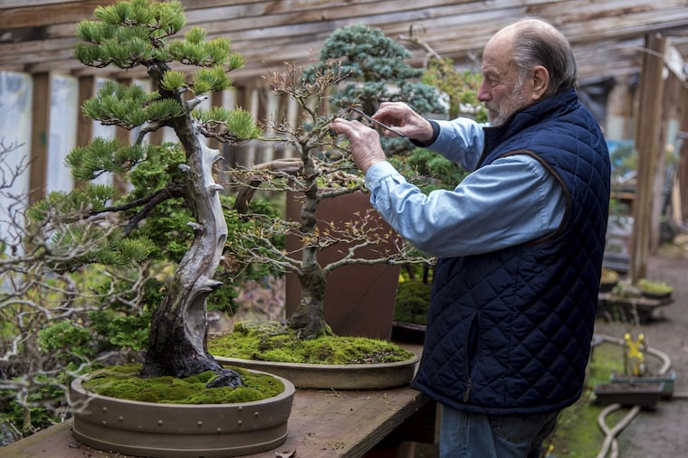 Bonsai master Chase Rosade, 82, prunes a Japanese maple bonsai in his New Hope studio March 8, 2017, next to a Japanese white pine. He started the Japanese maple bonsai in 1958 as a seedling. Rosade will be exhibiting one of his bonsai trees along with many of his students’ creations at the Philadelphia Flower Show.