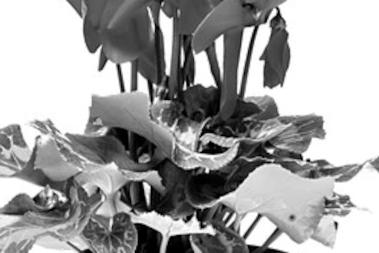 Cyclamen needs a cool house (60 to 65 degrees in the daytime) and humidity.