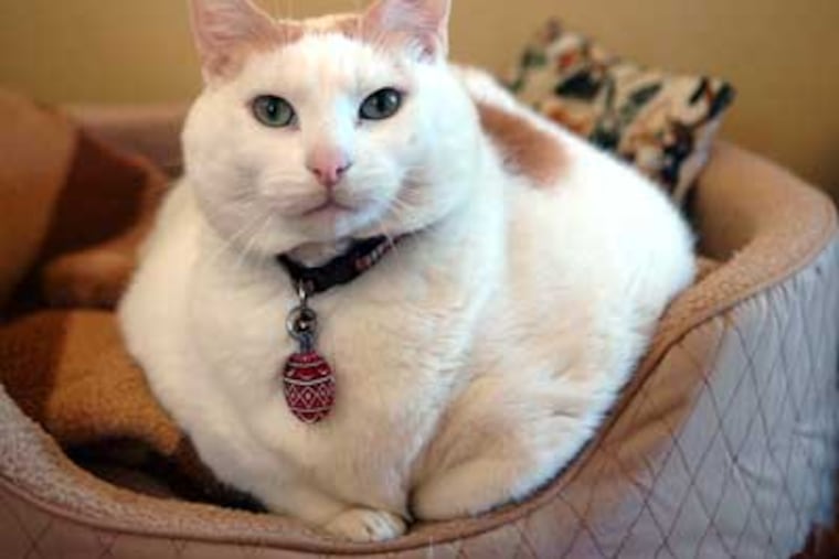 A slightly slimmed-down Prince Chunk at his foster home in Turnersville. The hefty kitty is still awaiting adoption. (Sarah J. Glover / Staff Photographer)