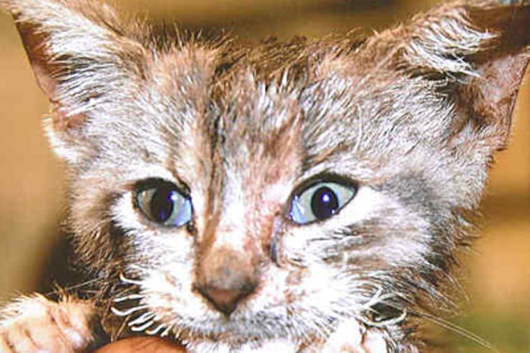 Cuddles died a day after he was found bruised and singed
