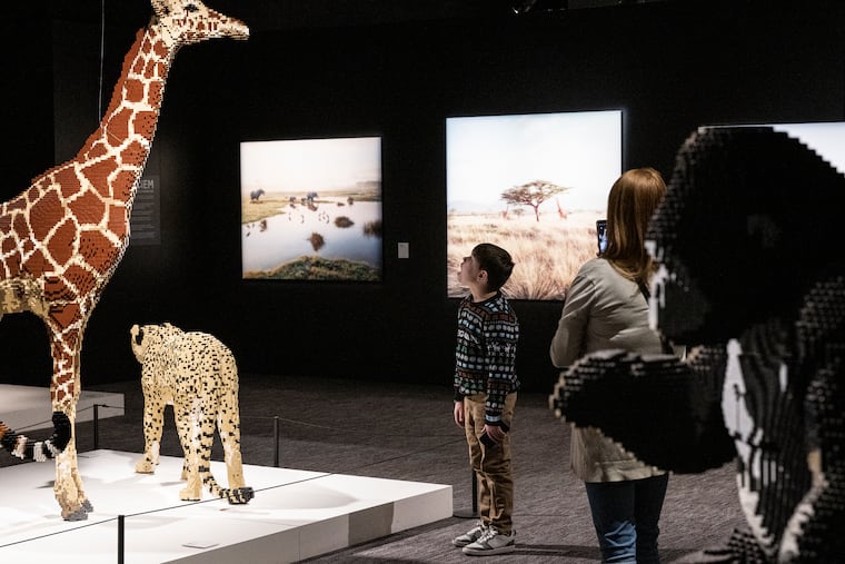 Zack Whilden looks up at a giraffe created by Lego artist Nathan Sawaya on Wednesday during a media preview of "The Art of the Brick" at the Franklin Institute.