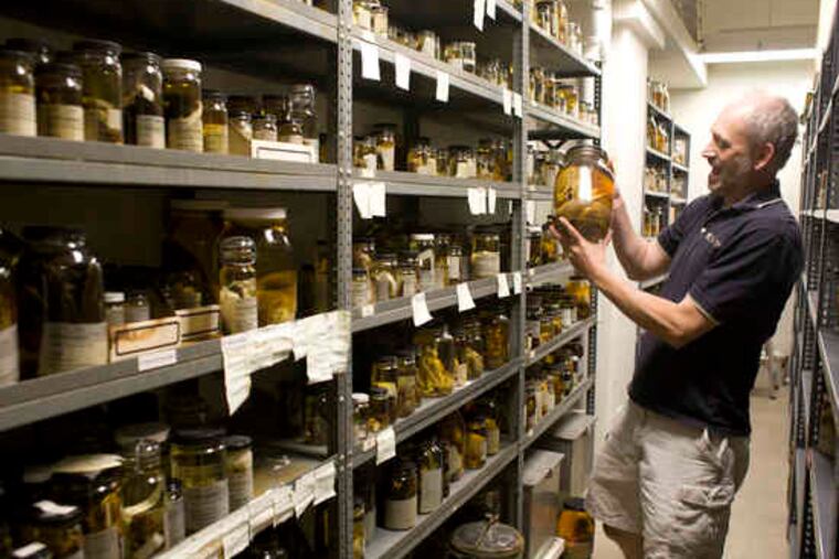 Ned Gilmore of the Academy of Natural Sciences holds a jar containing Norway rats collected by Napoleon's nephew.