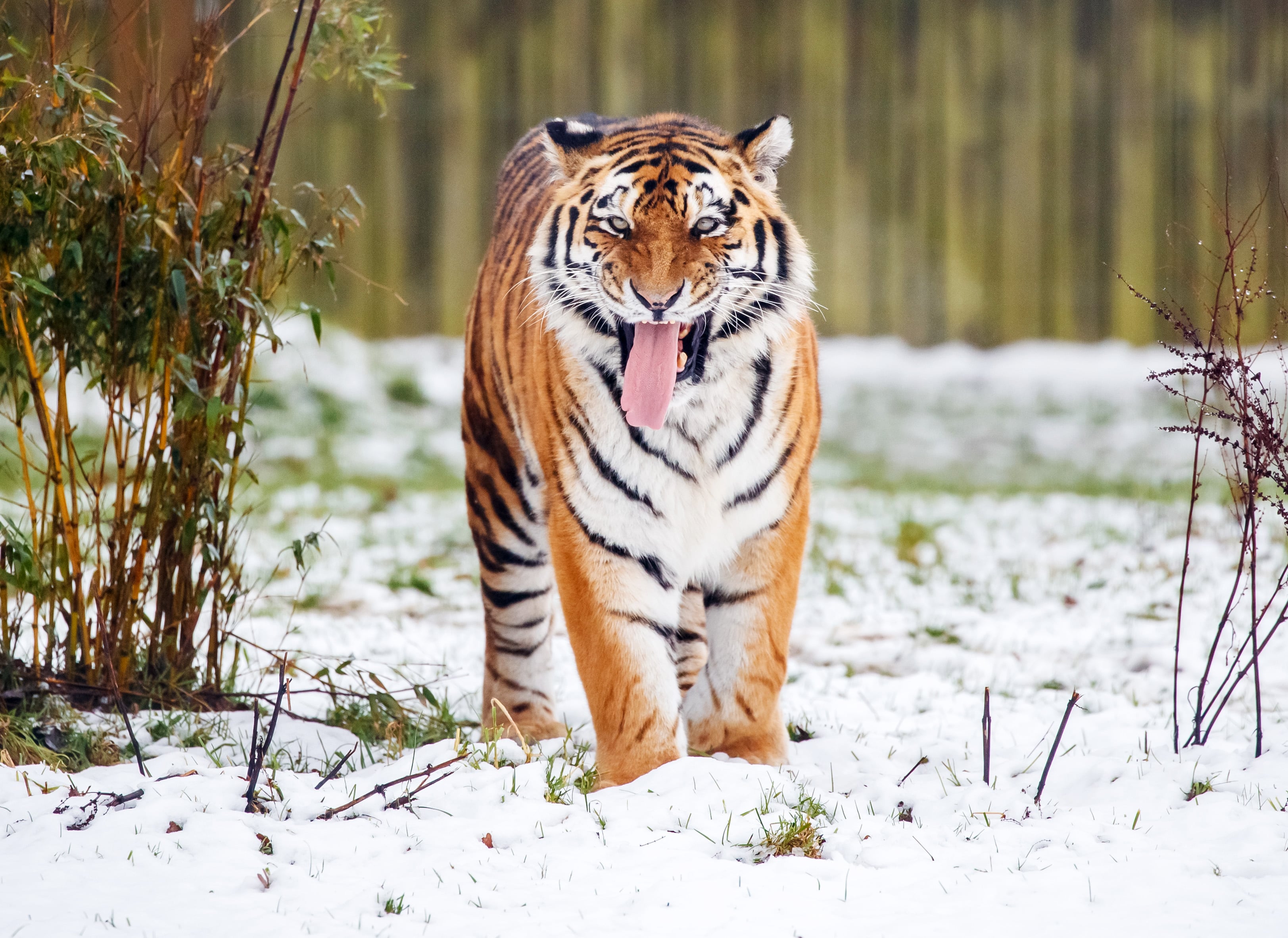 A tiger kills a man who entered the big cat enclosure at an English wildlife park