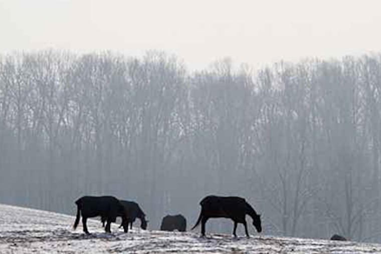 Horses graze Wednesday in West Fallowfield Township, Chester County. More snow is expected this weekend. (Laurence Kesterson / Staff)