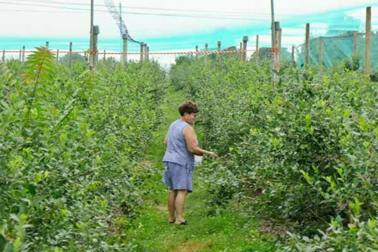 Victoria Maturi , of Reading, picks in a field of blueberries at Weaver's Orchard in Morgantown. High rains has plumped the fruits slightly larger than normal. July 9, 2013 ( RON TARVER / Staff Photographer )