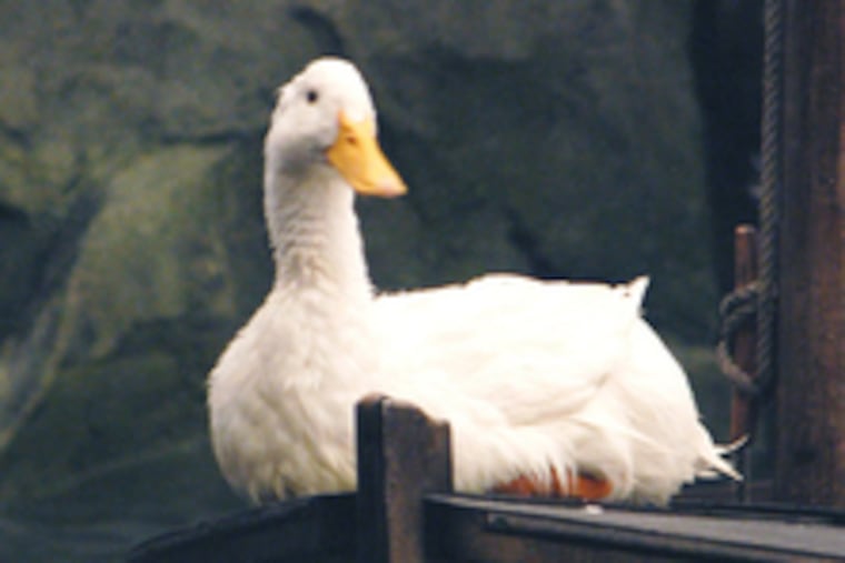 The Argentine lake duck (this is not one) would confound the surgeon general nominee.
