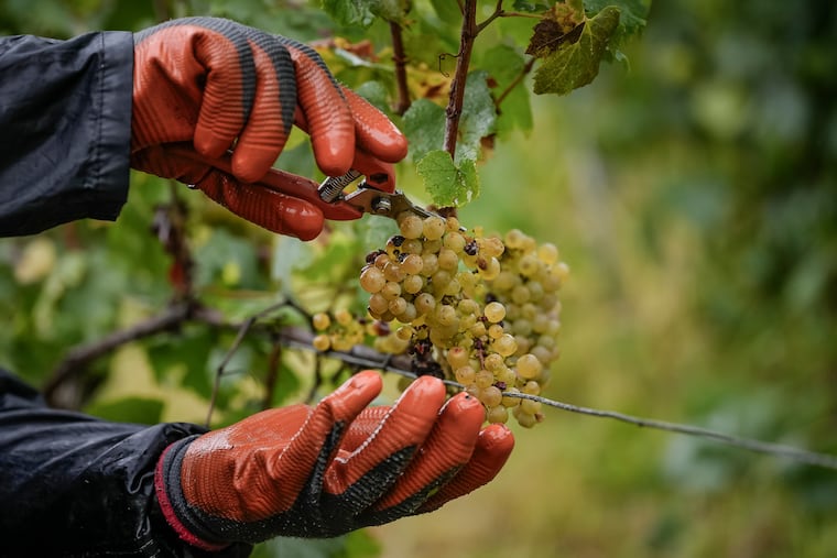 A grape-picker harvests chardonnay grapes.(AP Photo/Aurelien Morissard)