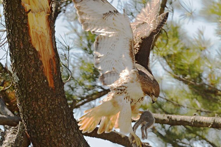 A red-tailed hawk brings food back to his mate sitting in a nest high atop a pine tree on St. Joseph's University campus on April 24, 2014. Experts believe there may be two or three eggs in the nest. ( CLEM MURRAY / Staff Photographer )