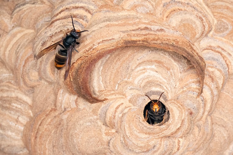 A yellow-legged hornet nest in Beaufort, S.C., June 17, 2026. As yellow-legged hornets spread through South Carolina’s Lowcountry region, threatening the local honey crop, a state team of bee defenders is racing to the rescue.