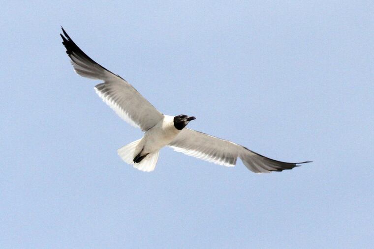 The Inquirer can neither confirm nor deny that the seagull in this photo is Jason Seagull.