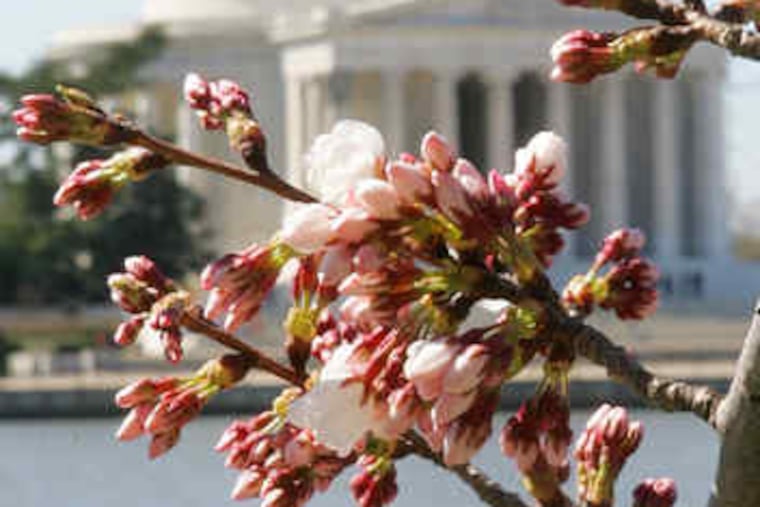 make a spring spectacle near the Jefferson Memorial in Washington.