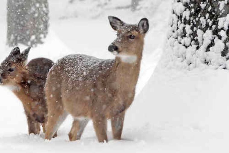 Snow provides perfect backdrop for two deer at Valley Forge National Park yesterday. At far right, an unidentified woman walks past the closed Copa Banana at 4th and South streets.