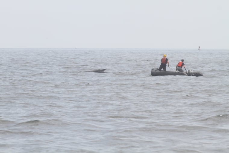 Members of a disentanglement team from the Center for Coastal Studied work to cut the that entangled the humpback whale on Wednesday, July 11.