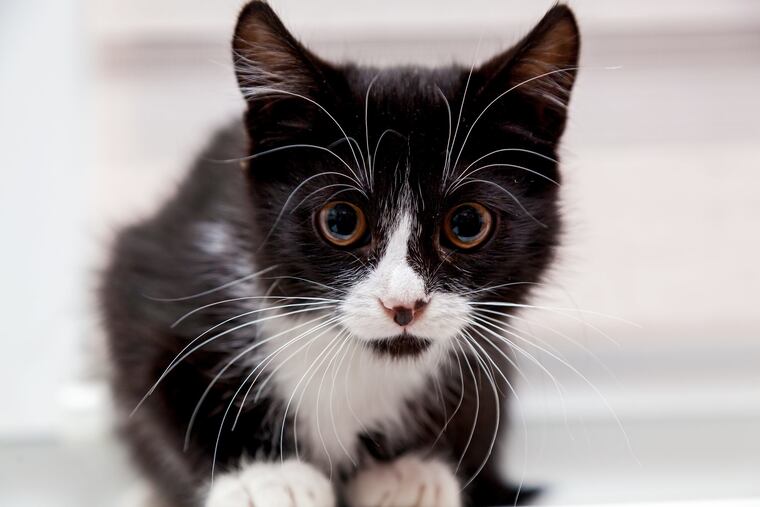 Cats are able to contract the coronavirus, as two cases in New York reveal. The CDC has suggestions how to keep your pets safe amid the COVID-19 pandemic. (Dreamstime/TNS