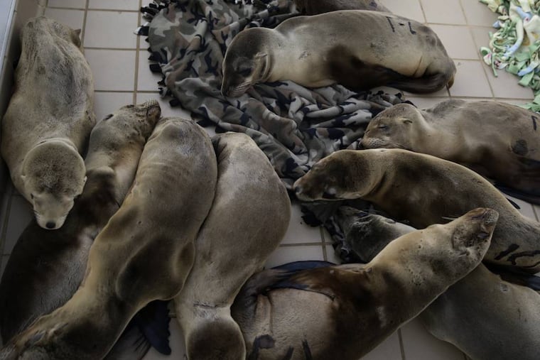 Rescued sea lion pups rest in a holding pen at the Pacific Marine Mammal Center, Monday, March 2, 2015, in Laguna Beach, Calif. Since January, more than 1,100 starving and sickly sea lion pups have washed up along California’s coast. Rescue centers have taken in about 800 but are stretched thin by the demand. (AP Photo/Jae C. Hong)