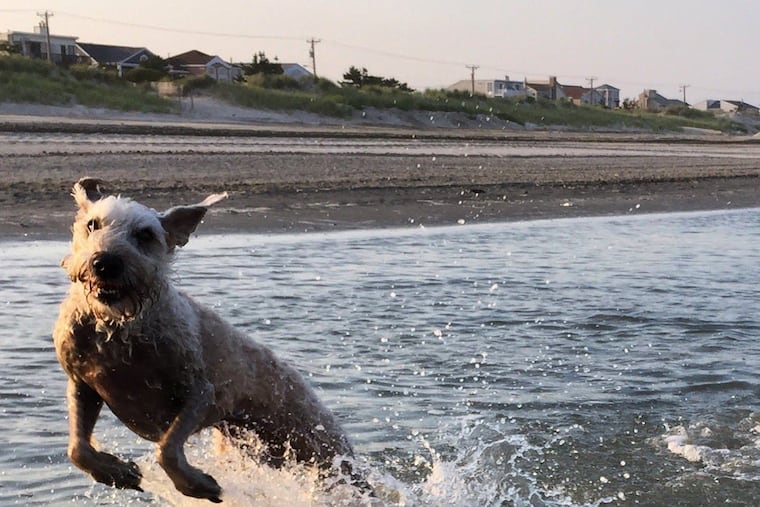 Izzie is an eight-year old Wheaten Terrier. She was born in a puppy mill in 2010.