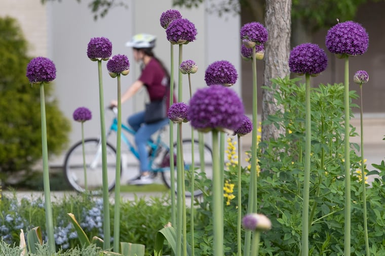 A bicyclist goes by some flowering ornamental onions in the center of Swarthmore on May 21, 2020.