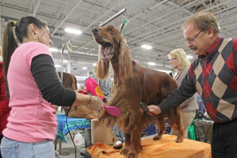 Carmella Jichetti, left, opens up the mouth of her Great Dane, Kendra, for Judge Judy Daniels, right, to have a look at how healthy her dental work is during the Best of Breed Judging for Great Danes on Saturday. (Michael Bryant / Staff Photographer)