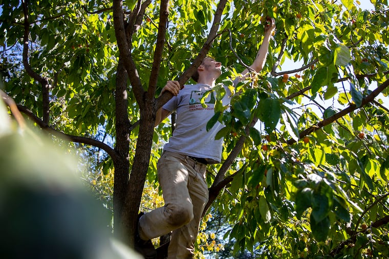 Chris Flounders, 28, of West Philadelphia, Orchards Intern for Philadelphia Orchards Project, climbs in the Persimmons tree searching for ripe fruit to pick at the Woodford Cemetery Apple Festival on Saturday, Oct. 19, 2019. Flounders is starting a Philadelphia Yardens Association this fall to take up grass lawns and put in fruit productive gardens in West Philadelphia.