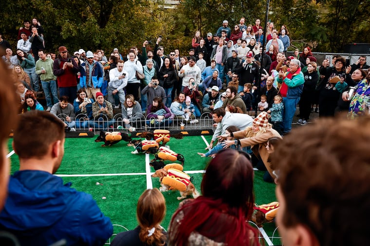 Dogs race during Lucky's Great Wiener Race 2025 at Venice Island on Thursday, Oct. 16, 2025 in Philadelphia. The event raises funds for the Philadelphia Animal Welfare Society (PAWS).