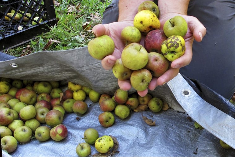 It’s apple season.
