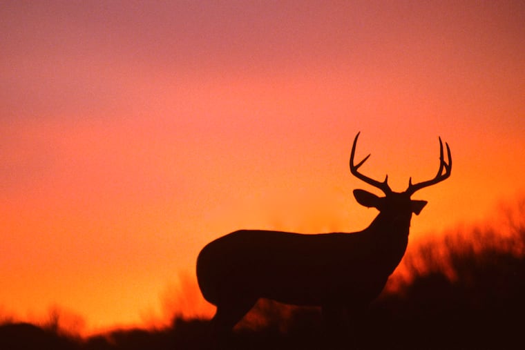 A white-tailed buck silhouetted against a sunset. Officials in Elk County say about two dozen have jumped to their death from an overpass there. (Dreamstime/TNS)