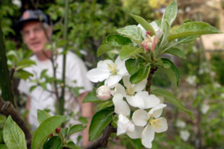 Bill Dailey looks over a blossoming apple tree in the backyard of his Broomall home. "You do need to spend the time to get the most out of it," he says.