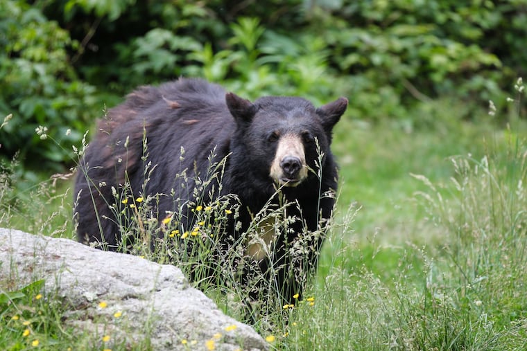 A North American black bear. The New Jersey Fish and Game Council decided to allow a black bear hunt through 2028.