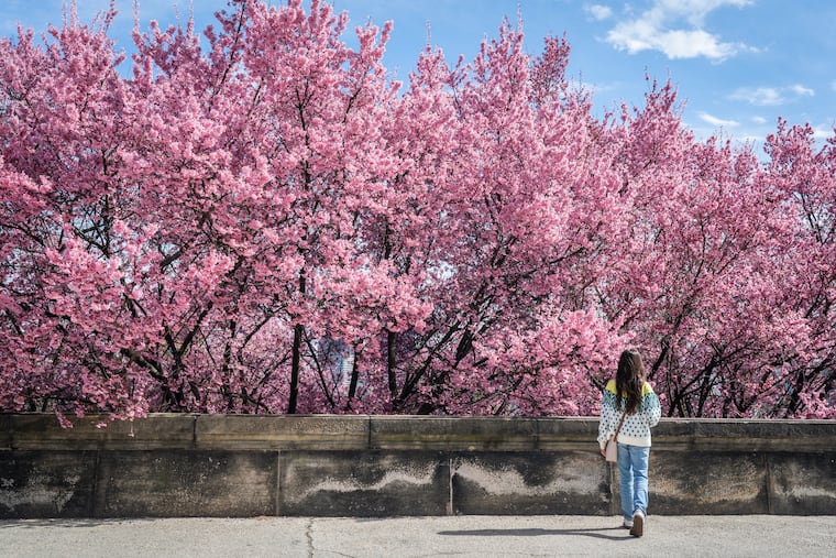 A young visitor to Philadelphia admires the Cherry Blossoms at the Philadelphia Museum of Art last year. They will back for an encore soon.