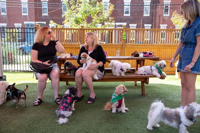 Many Shih Tzu owners came out with their dogs for a meetup event at The Boozy Mutt in Philadelphia on Saturday.