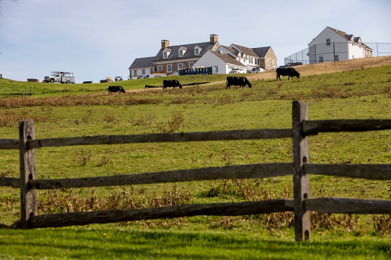 Cows graze on part of the former Ardrossan estate in Radnor near where lavish homes are being built. A local official wants to cancel a lease for the cows' owner to use township-owned land at the former estate, saying its helping nearby homeowners get a tax break.