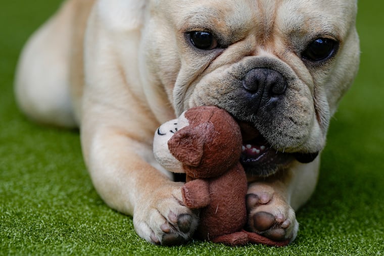 French bulldogs were among the "designer" dogs involved.