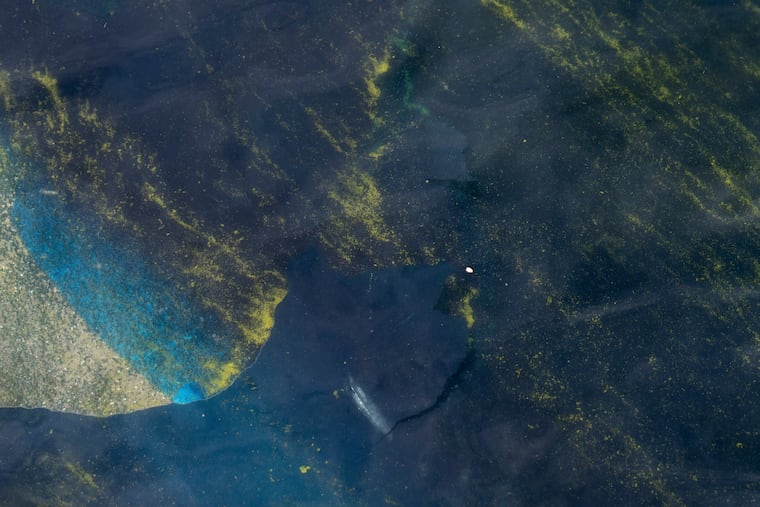 A section of paint floats in the water of the Lincoln Memorial Reflecting Pool in Washington, June 18, 2026. A Maryland man has been indicted on a felony charge for touching the paint on June 19.