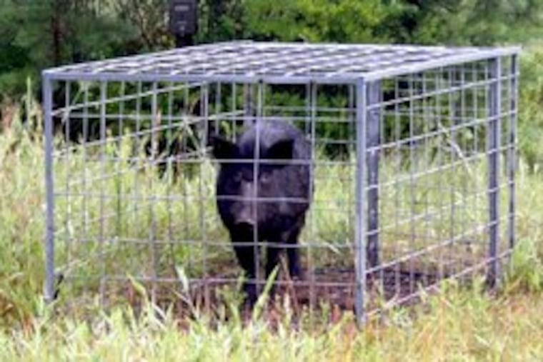 This feral boar was captured in South Jersey. Many states worry about the animals' threat to wildlife and livestock.