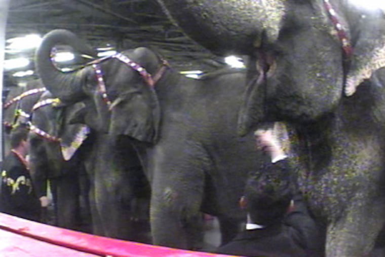 In an image from a video provided by PETA, a trainer (lower right) hits an elephant in the face with a rod backstage at the Ringling Bros. and Barnum & Bailey Circus.