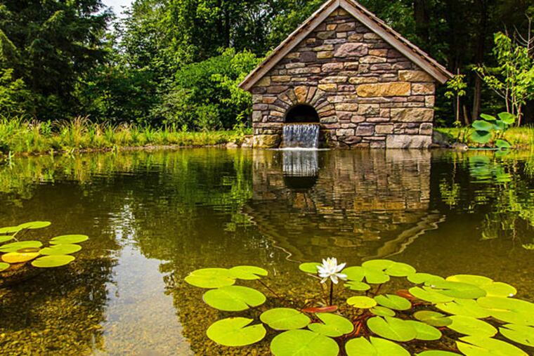 The pond at Bowman's Hill Wildflower Preserve, installed in 2013, should come into its own this year as a habitat for butterflies and other wildlife. (Jeff Worthington)